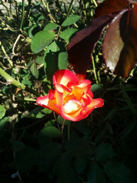  - curtea cu toate cele 2019