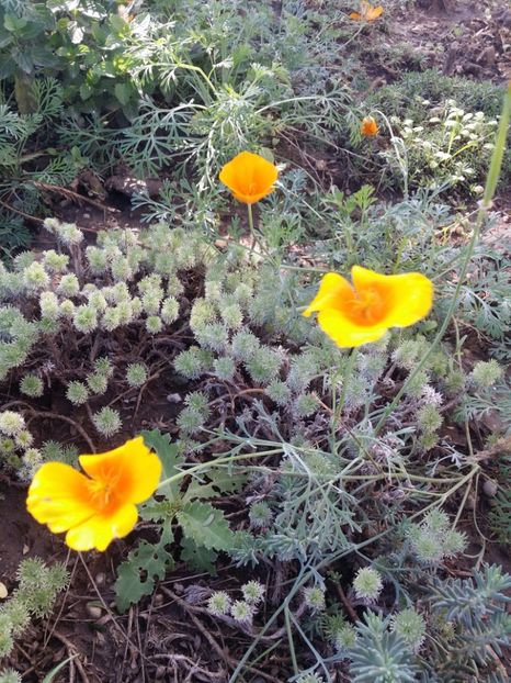  - curtea cu toate cele 2019