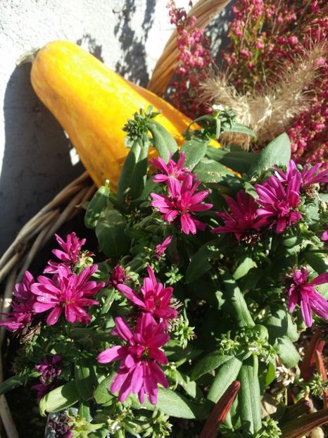  - curtea cu toate cele 2019