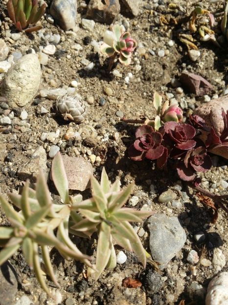  - curtea cu toate cele 2019