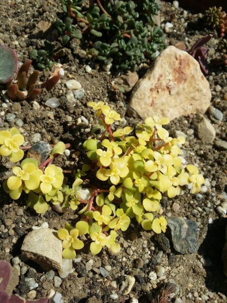  - curtea cu toate cele 2019