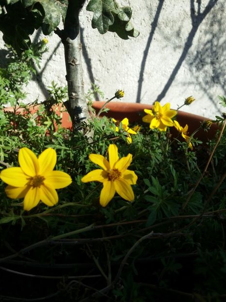  - curtea cu toate cele 2019