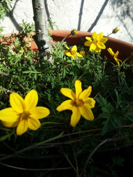  - curtea cu toate cele 2019