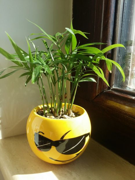  - plantutele mele