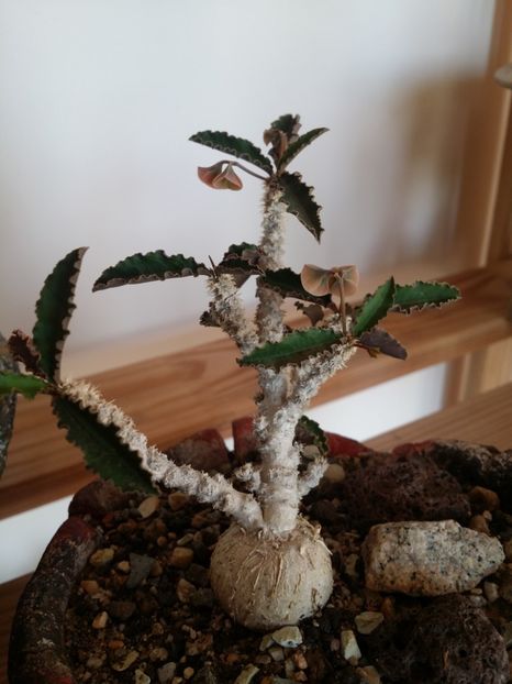  - plantutele mele