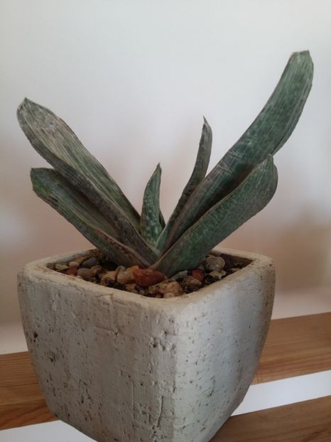  - plantutele mele