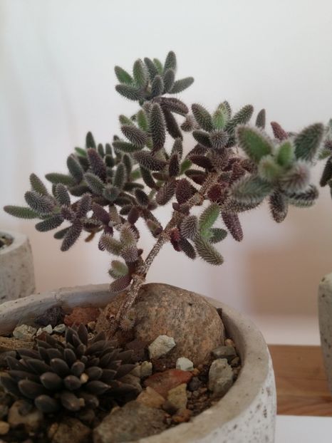  - plantutele mele