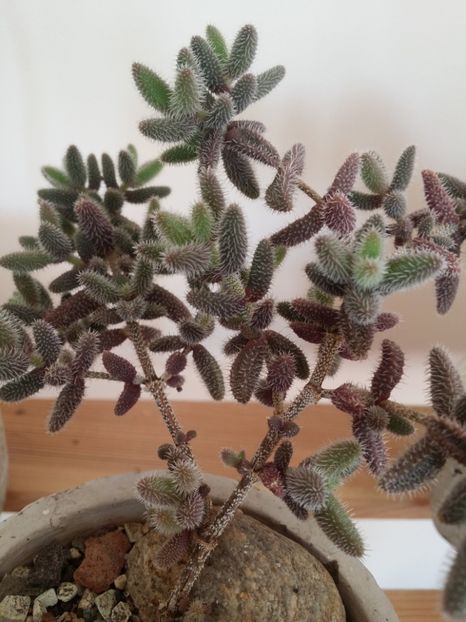  - plantutele mele