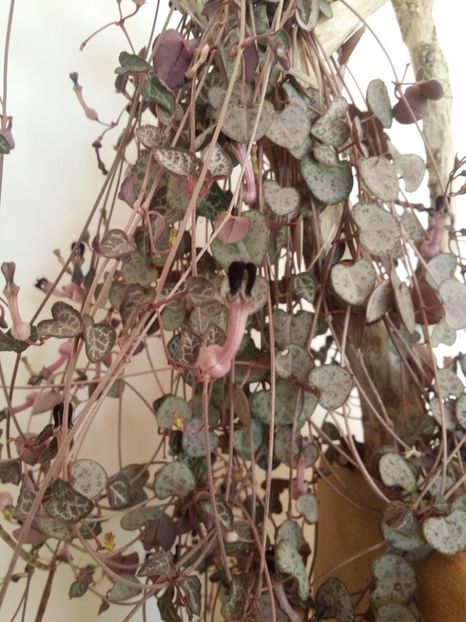  - plantutele mele