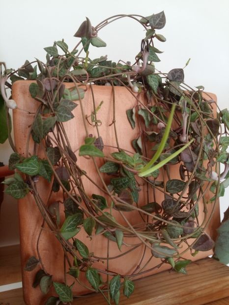  - plantutele mele