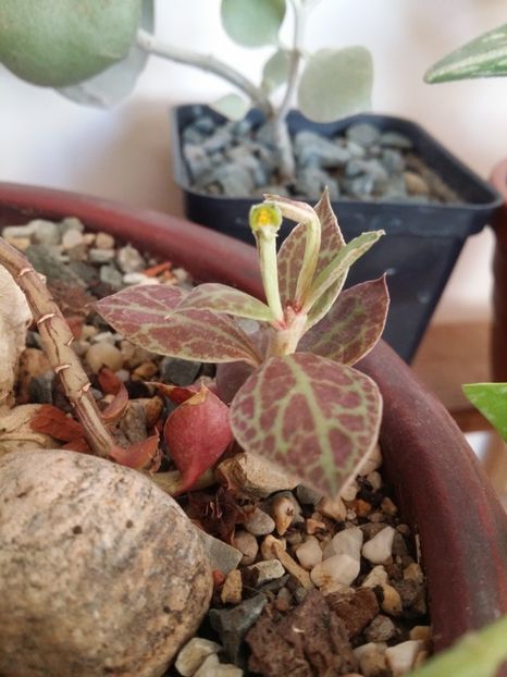  - plantutele mele