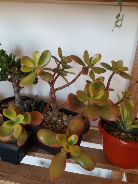  - plantutele mele