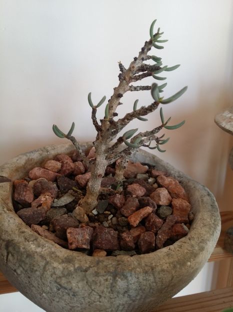  - plantutele mele