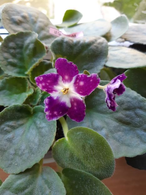 9 oct 2019 - LE Carnival Night