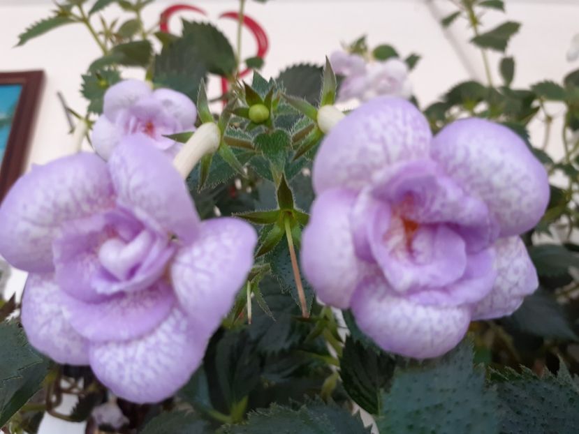  - LAVENDER BLISS