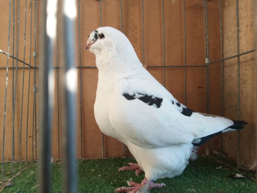 F 2016 - De vanzare 2019