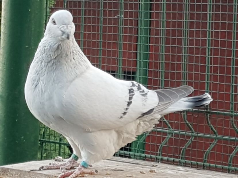 M-2019-3777 - 0-VRdF-TINERET-2019