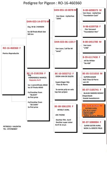 Pedigree - JOS THONE - AVRIL LINE