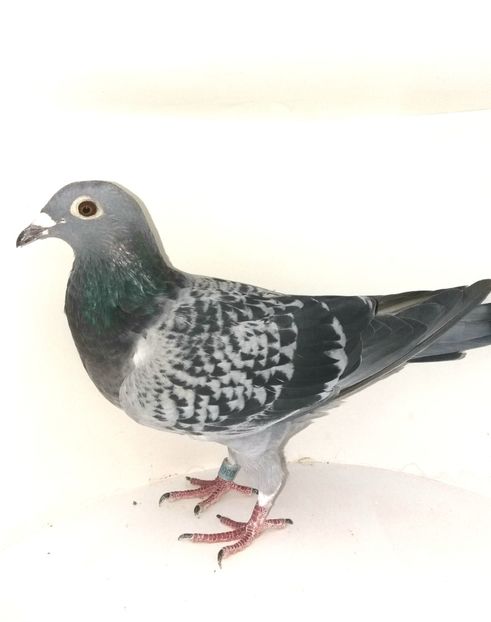 De vanzare - JOS THONE - AVRIL LINE