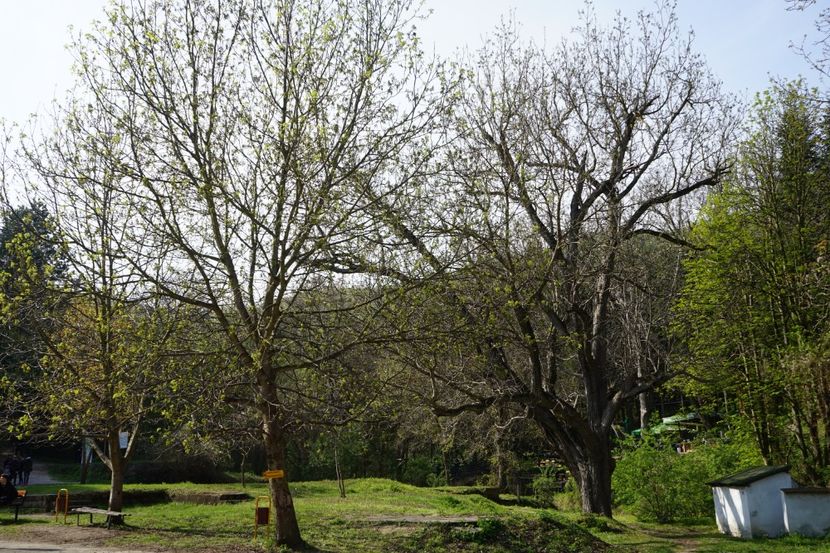  - 2019 06 04 2019 BULGARIA PESTERA DEVETASHKA SI CASCADA KRUSHNA