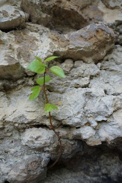  - 2019 06 04 2019 BULGARIA PESTERA DEVETASHKA SI CASCADA KRUSHNA