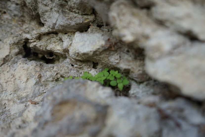  - 2019 06 04 2019 BULGARIA PESTERA DEVETASHKA SI CASCADA KRUSHNA