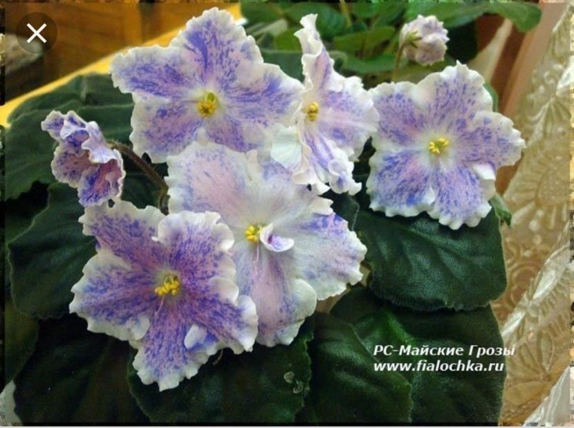 Poza net - RS Maiskie Grozi