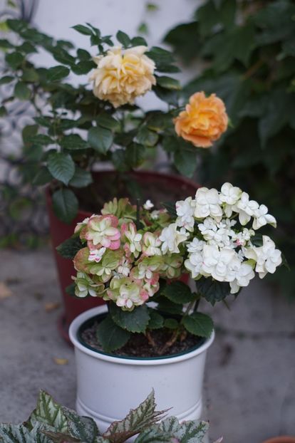  - Hortensii 2018- 2019