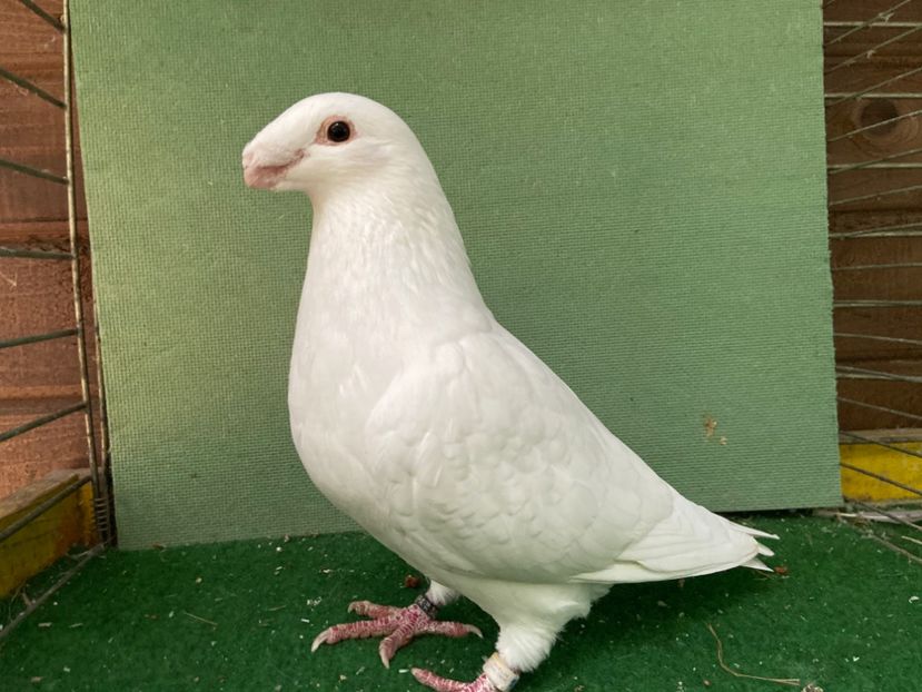 26AF753B-00B6-4044-9F14-1AB234A9F9E9 - Asr 2019