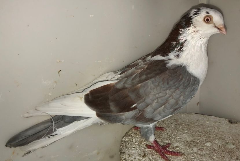 femelă  2018 - Plecați ALBUM 2