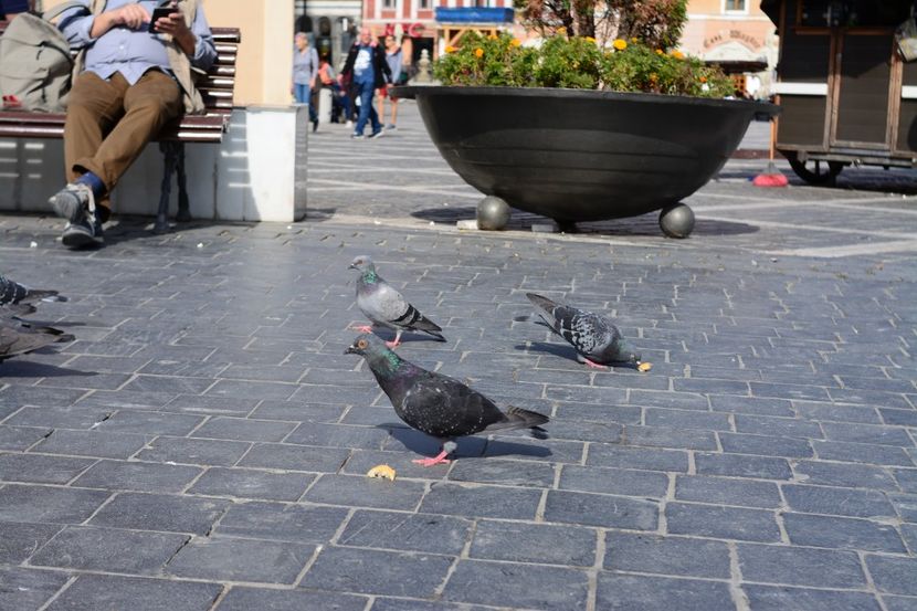  - 2019 28 SEPT 2019 BRASOV