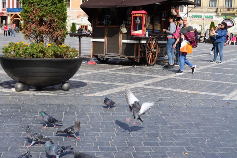  - 2019 28 SEPT 2019 BRASOV