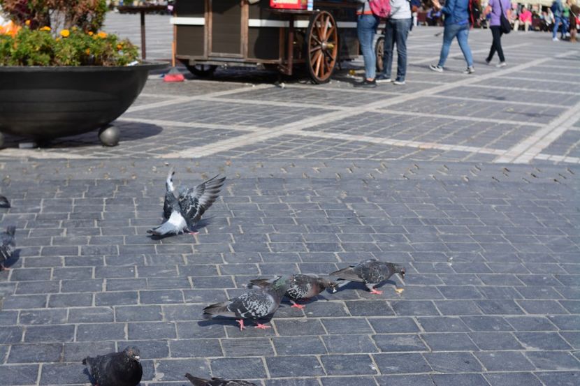  - 2019 28 SEPT 2019 BRASOV