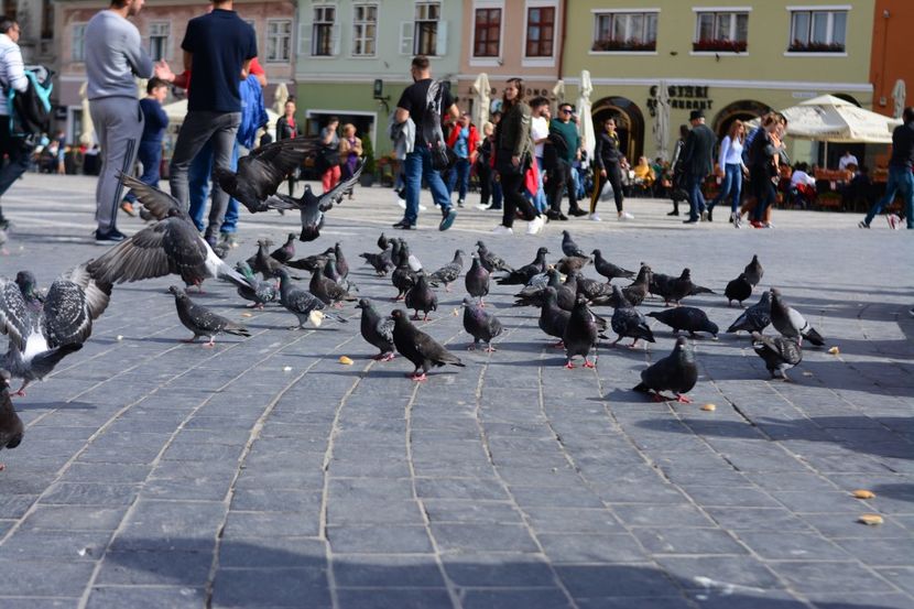  - 2019 28 SEPT 2019 BRASOV