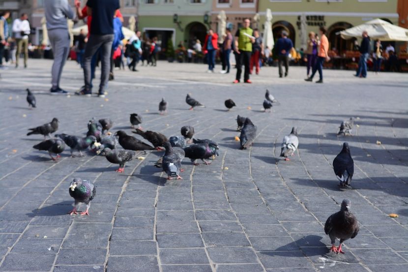  - 2019 28 SEPT 2019 BRASOV