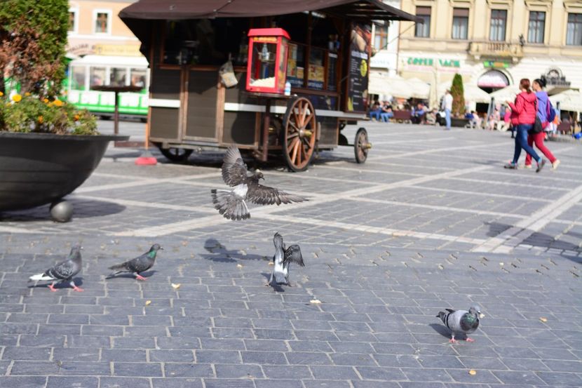  - 2019 28 SEPT 2019 BRASOV