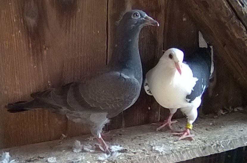 Mama alba cu pata neagra in coada si tatal izabel pe rosu09.10.2019 - Porumbei mei Voiajori si Zburatori de Severin