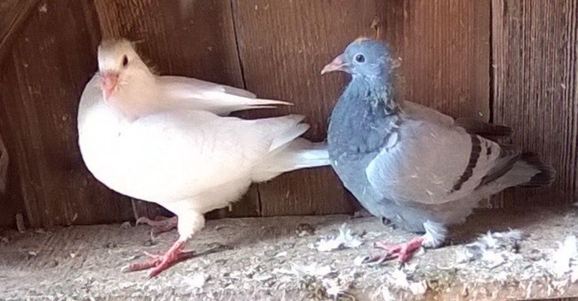 09.10.2019. - Porumbei mei Voiajori si Zburatori de Severin