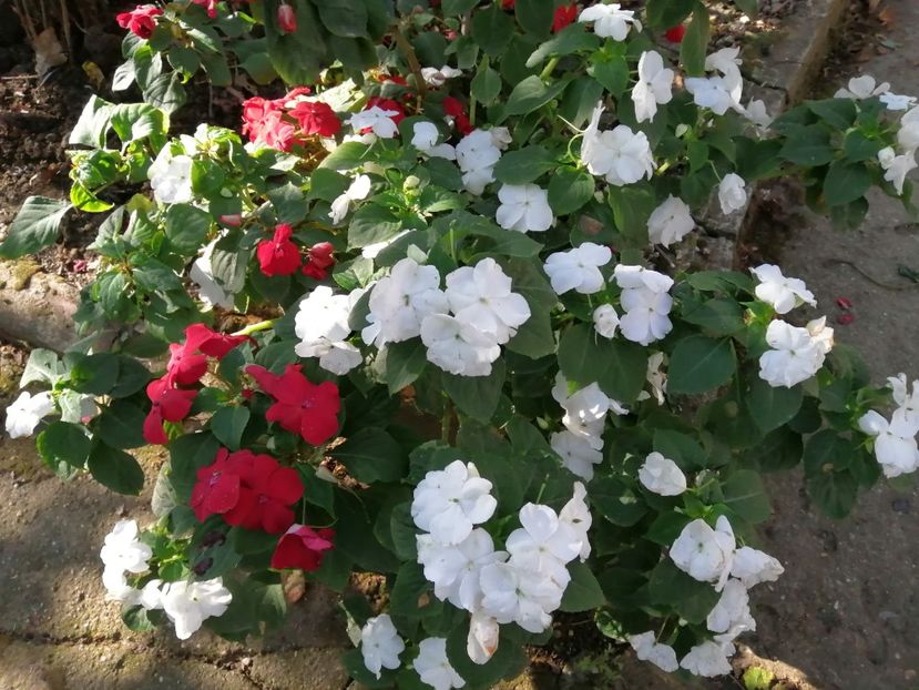  - Frumuseti la casa parinteasca