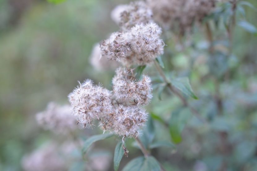  - 2018 21 27 septembrie CO 2018 CRESCATORIA DE CERBI DARMOXA