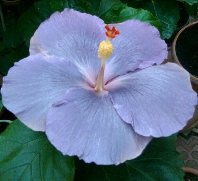 India Ink - Hibiscus India Ink