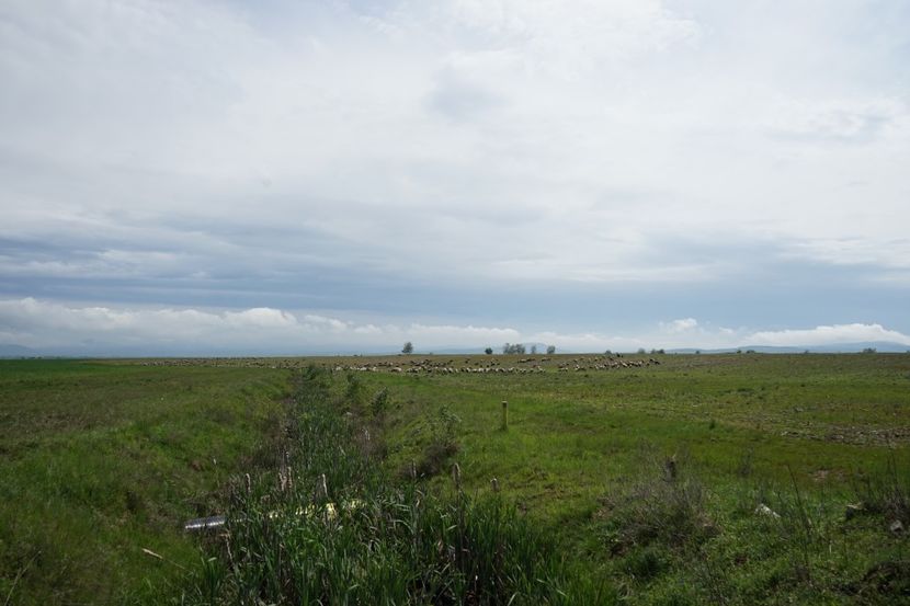  - 2019 MAI 18 POIANA NARCISELOR