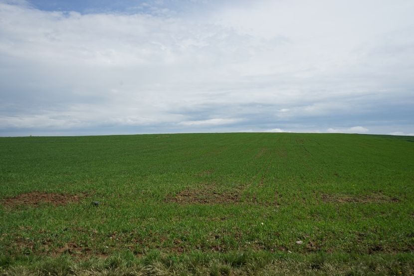  - 2019 MAI 18 POIANA NARCISELOR