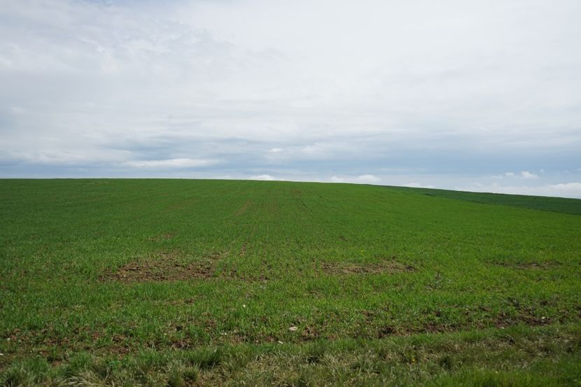  - 2019 MAI 18 POIANA NARCISELOR