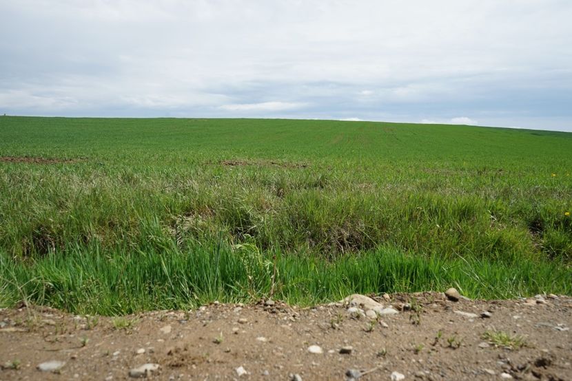  - 2019 MAI 18 POIANA NARCISELOR