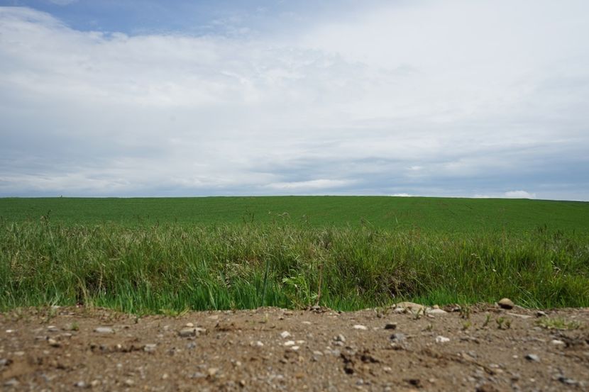  - 2019 MAI 18 POIANA NARCISELOR