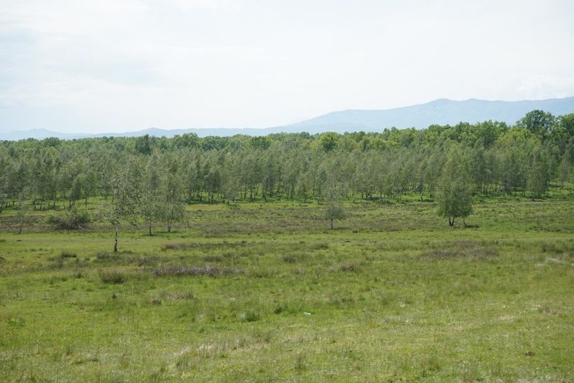  - 2019 MAI 18 POIANA NARCISELOR