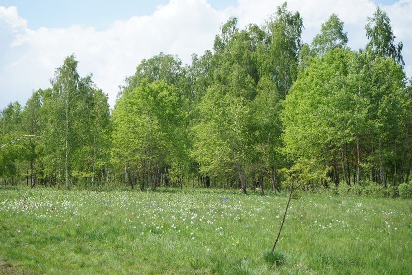  - 2019 MAI 18 POIANA NARCISELOR