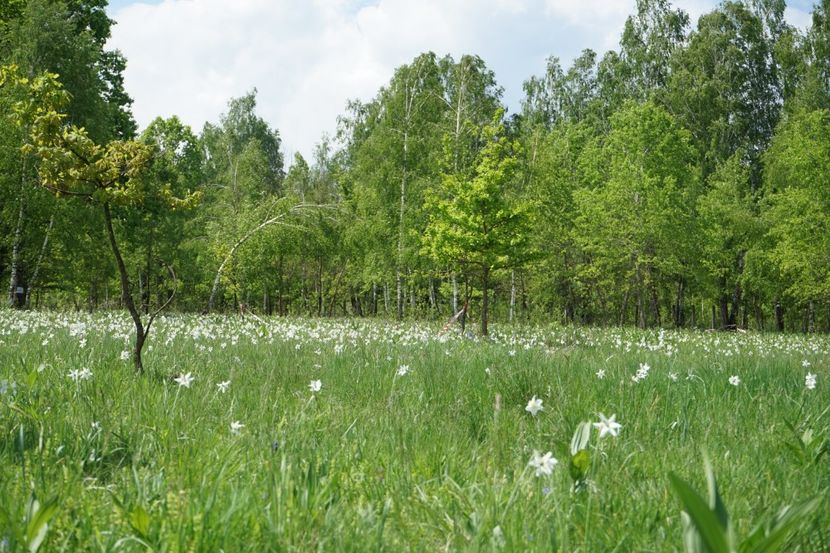  - 2019 MAI 18 POIANA NARCISELOR