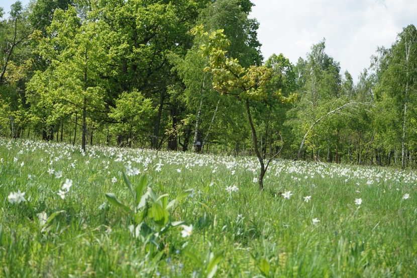  - 2019 MAI 18 POIANA NARCISELOR